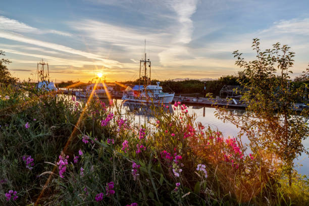 wild flowers with sunset light by a sea inlet in a park