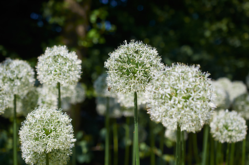 Background with white onion flowers (Allium stipitatum).