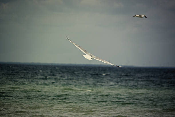Seagull flying over the blue sea