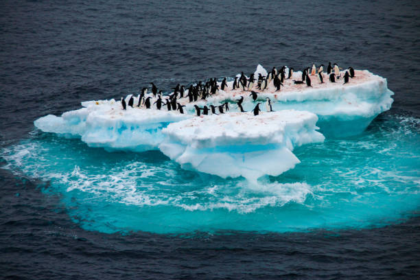 istock Penguins on an iceberg in Antarctica 814677790