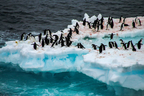 istock Penguins on an iceberg in Antarctica 814677852
