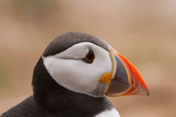 Photo of British Puffin Seabird (Fratercula arctica) from Skomer Island, Pembrokeshire, Wales UK