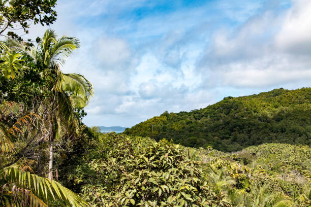 istock Looking out over Praslin National Park on Praslin, the Seychelles 814678046