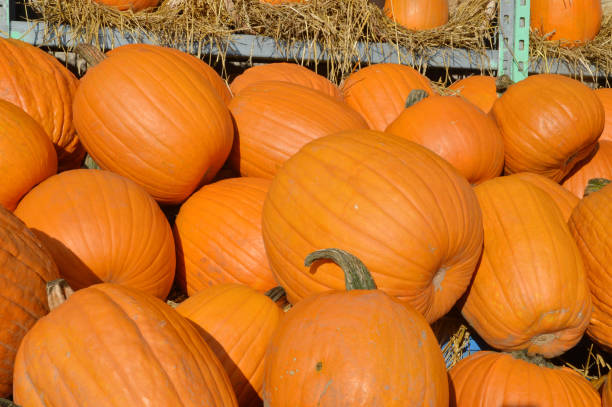 istock Harvest pumpkins. Halloween decorations. Pumpkins ready for Halloween 814680338
