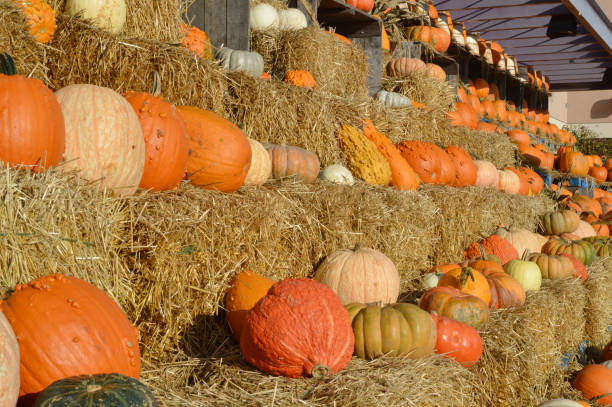 istock Autumn pumpkins on field. Fresh harvest in sunlight 814680394