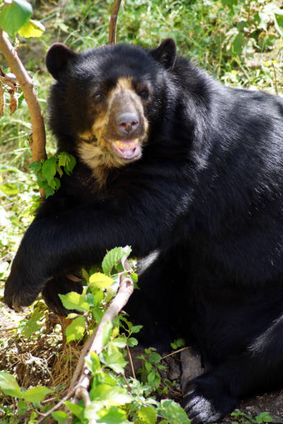 istock spectacled bear portrait from the side 814683150