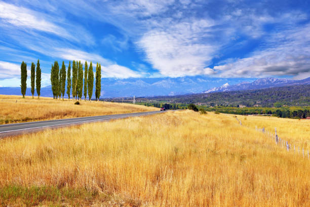istock On a roadside avenue of green trees 814683866