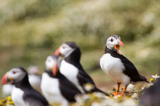 Photo of British Puffin Seabird (Fratercula arctica) from Skomer Island, Pembrokeshire, Wales UK