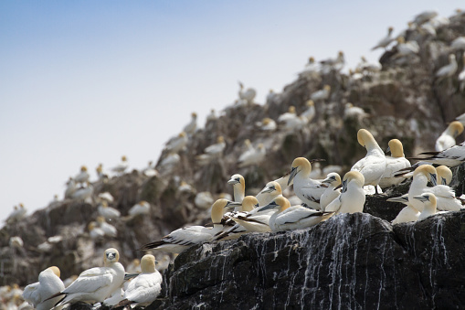 Gannets Seabird (Morus Bassanus) Grassholm Island, Pembrokeshire, UK