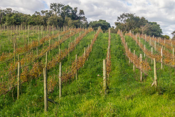 istock Vineyards in winter, Vale dos Vinhedos valley 814701010