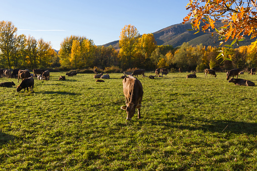 Brown or brown cows grazing on meadow surrounded by poplar trees and autumn oaks and mountains in the background - 