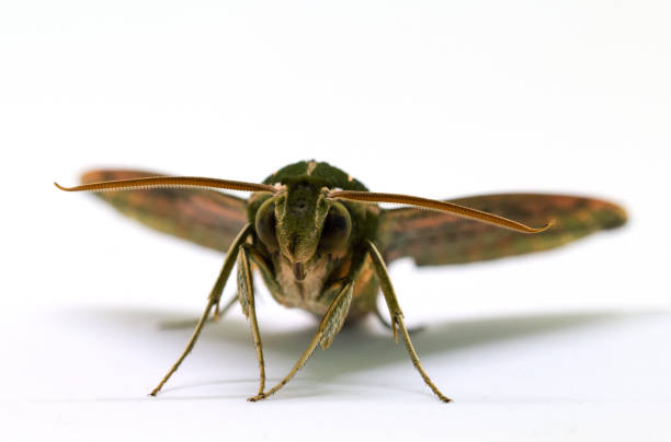 istock Brown hawk moth front view macro photo on white. Adult Sphingidae butterfly studio shot 814705964