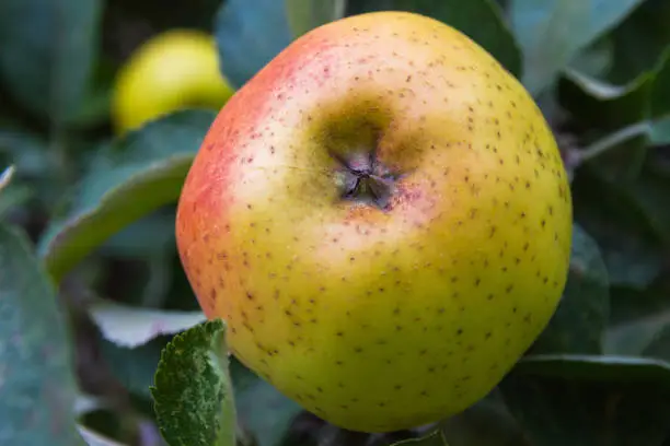 Pippin ripe apple reddish hanging on the tree - Ripe and reddish Reineta apple hanging on the tree