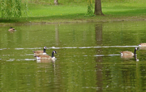 istock Goose Pond New York 814706846