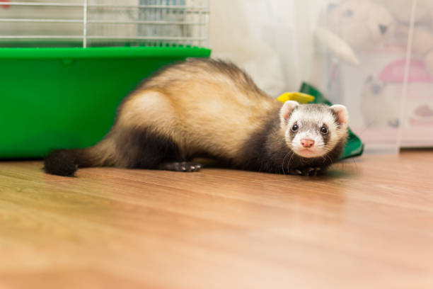 istock Ferret for 5 months sits on the floor near its cage 814709122