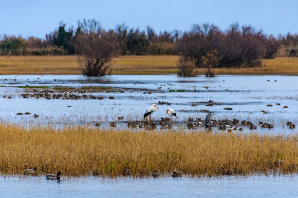 Wildlife in the wetlands of Aiguamolls in the Emporda Region, Spain stock photo