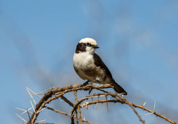 istock Northern white-crowned shrike 814721870