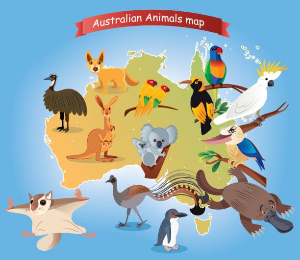 карта австралийских животных - newcastle stock illustrations