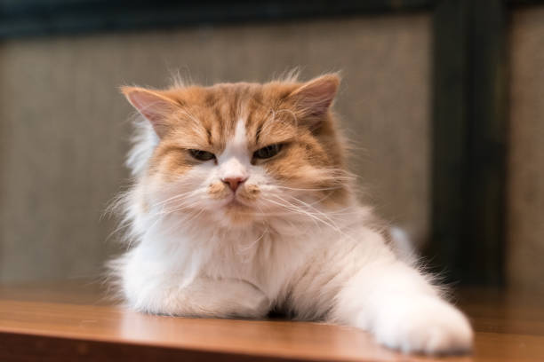 chat ragdoll moelleux avec le regard en colère et de mauvaise humeur - animal fur domestic cat persian cat photos et images de collection