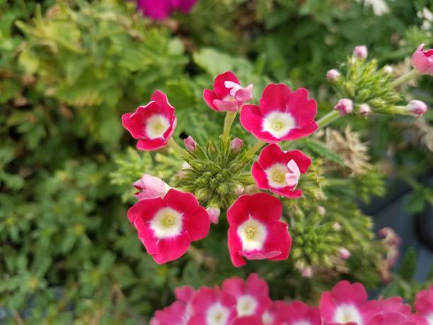 istock red and pink flowers blooming 814725786