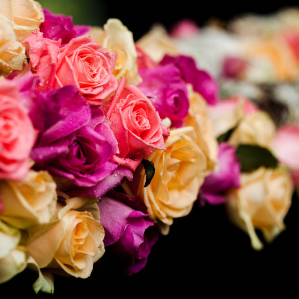 istock pink and beige roses border 814728424