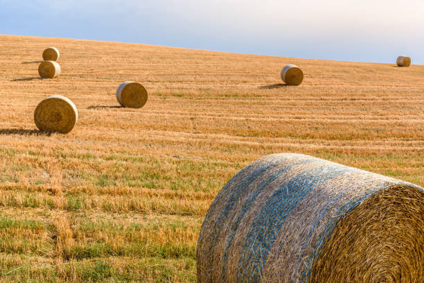 istock Summer landscape in Tuscany. 814741980