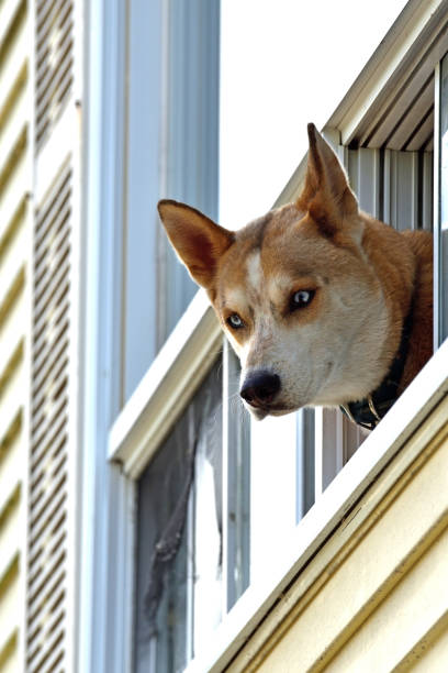istock Dog in the Window 814742114