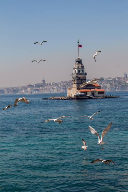 istock Seagulls and maidens Tower in Istanbul 814742324