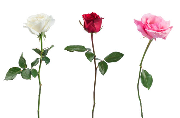 istock Three rose flower isolated on white background 814755994