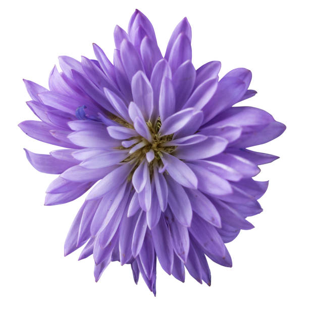 istock Purple dahlia flower isolated on white with clipping path 814756140