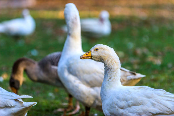 istock Geese in outdoor enclosure 814756248