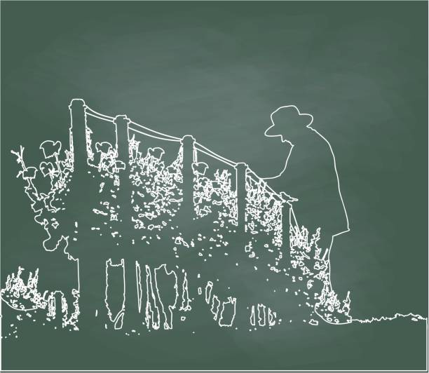 Pruning The Orchard Chalkboard silhouette illustration of a wine maker looking at the grapes in a vineyard grape pruning stock illustrations