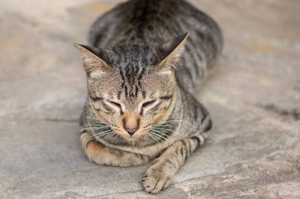 istock Homeless cat sleep on floor. 814764074