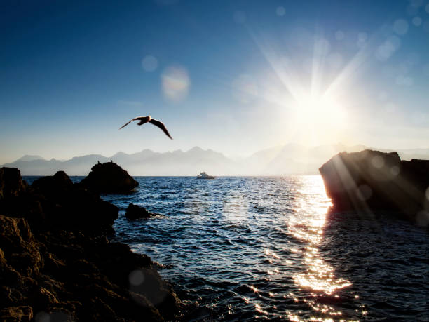 istock flying seagull  on bay of Antalya 814764378