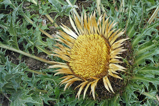 plant of Carlina acanthifolia, inflorescence and leaves