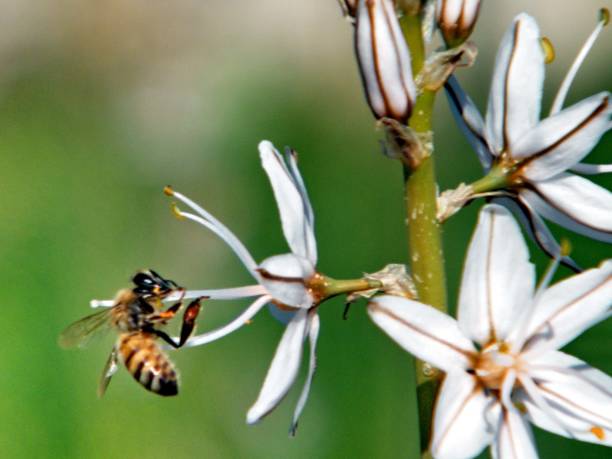 istock Shoham Bee on Asphodelus flower 2011 814783146