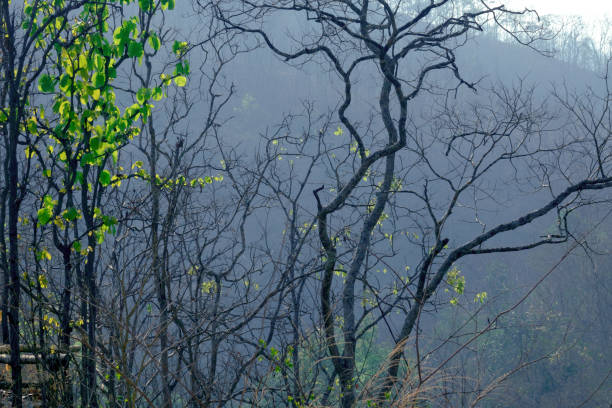 forest trees. nature green wood sunlight backgrounds.