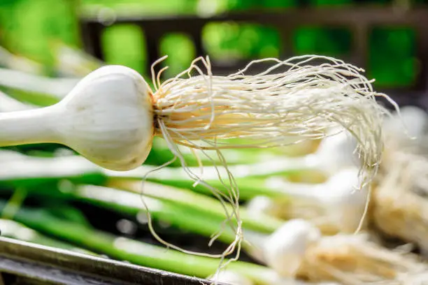 Organic garlic from Quebec,