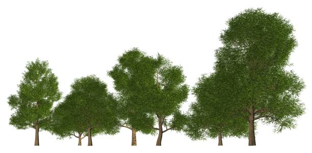 istock Group of trees isolated on white 3d illustration 814796974