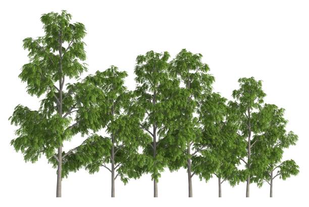 istock Group of trees isolated on white 3d illustration 814802048