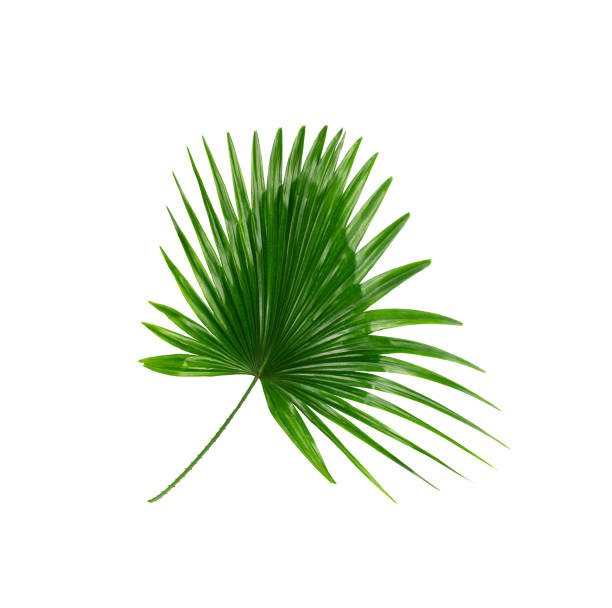 istock Green leaves of palm tree on white background 814811974