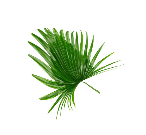 istock Green leaves of palm tree on white background 814811978