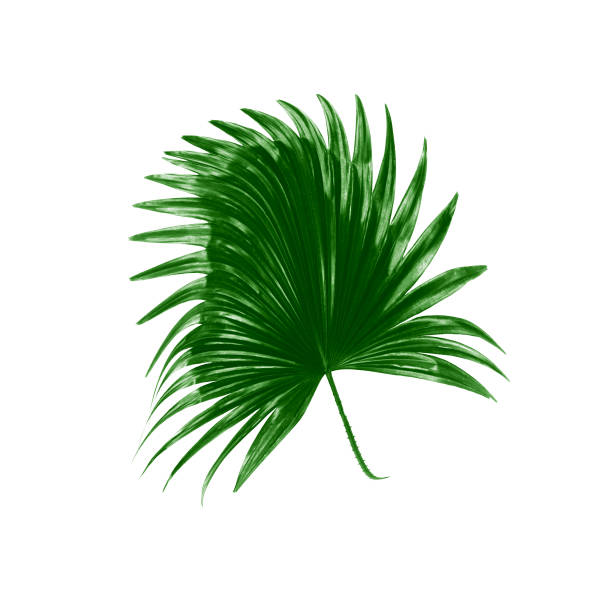 istock Green leaves of palm tree on white background 814812046
