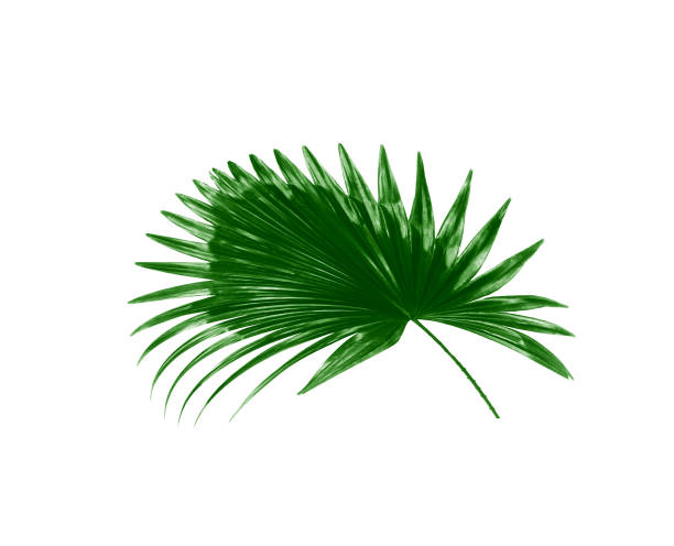istock Green leaf of palm tree background 814812056