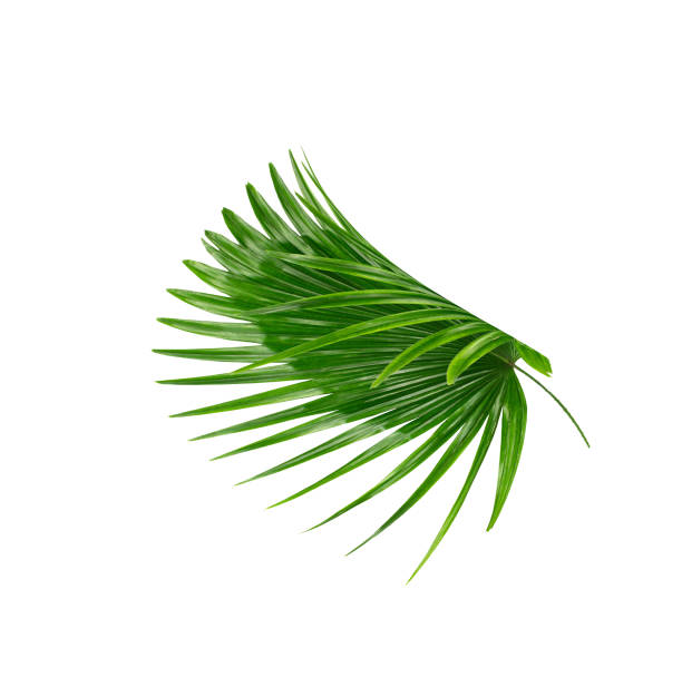 istock Green leaves of palm tree on white background 814812070