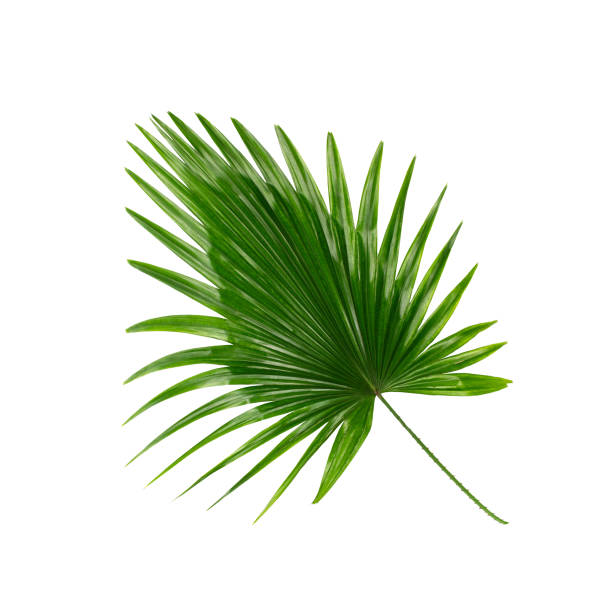 istock Green leaves of palm tree on white background 814812090