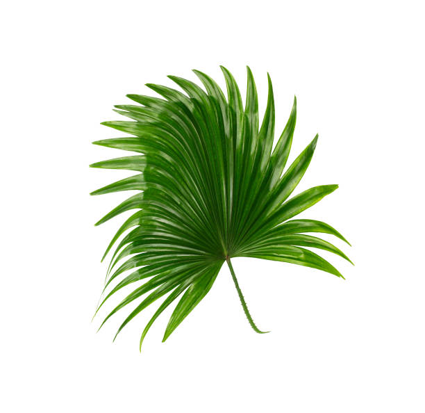 istock Green leaves of palm tree on white background 814812198
