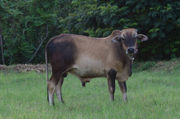 istock Cows grazing grass on a farm happily in the evening. 814814524