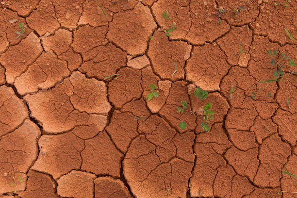 istock The surface of a grungy dry cracking parched earth for the textural background. Cracked mud pattern with Soil in cracks because of environment drought with green grass. 814814940