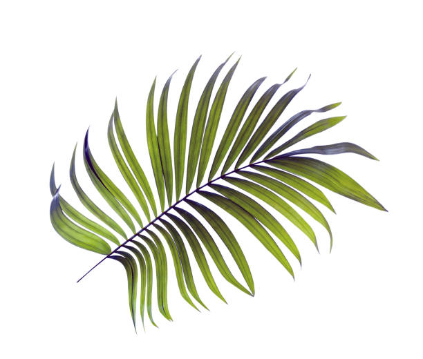 istock Green leaves of palm tree on white background 814815110